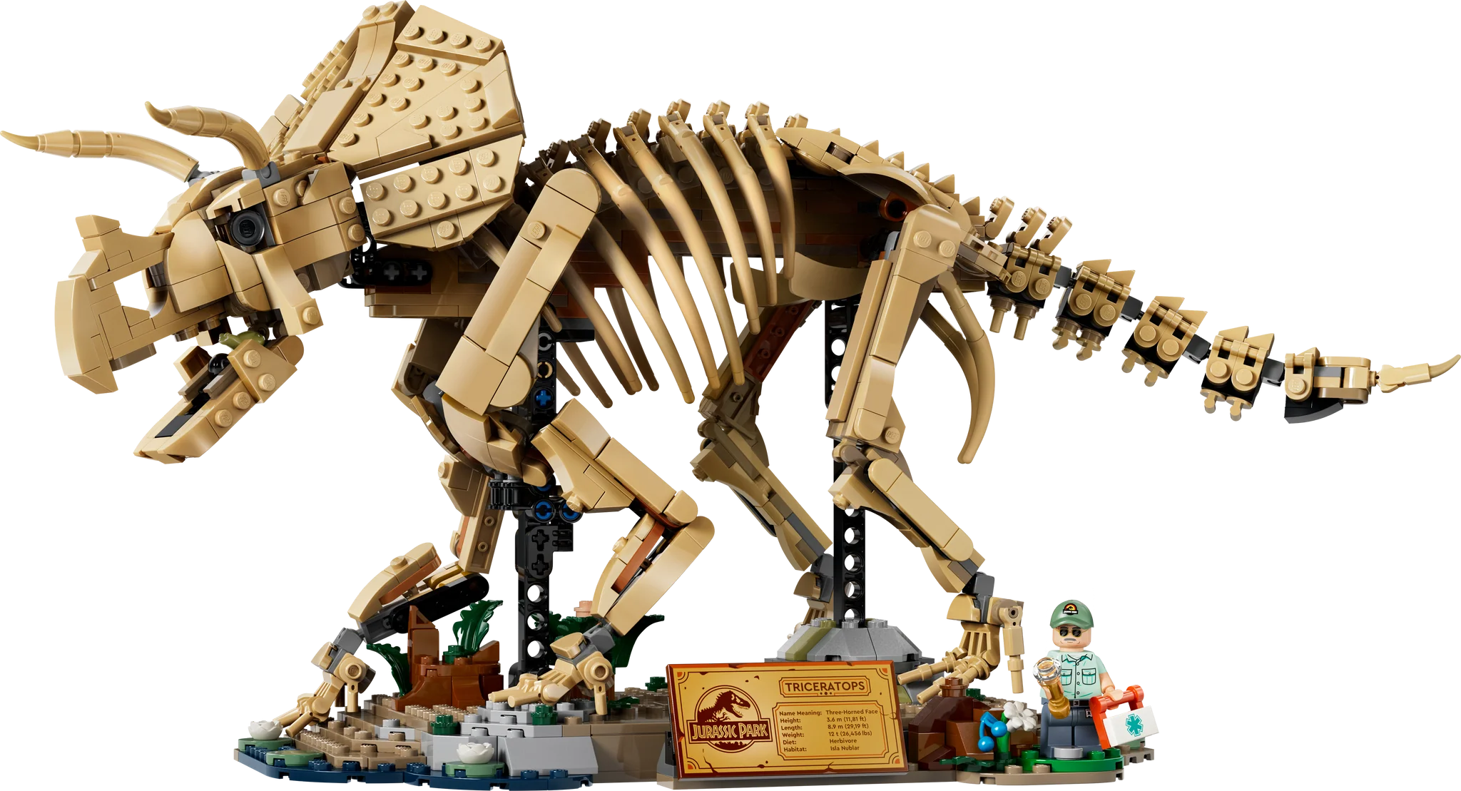 77985 Dinosaur Fossils: Triceratops