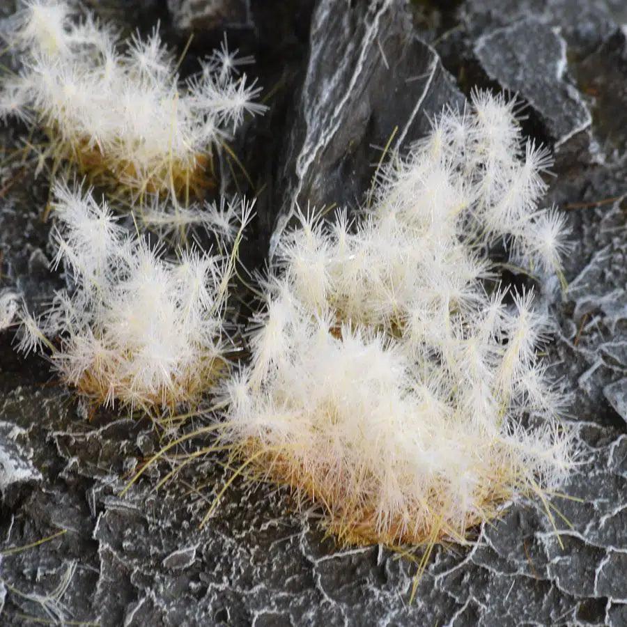 GamersGrass - Spikey Winter (12mm) - Wild - Trinity Hobby