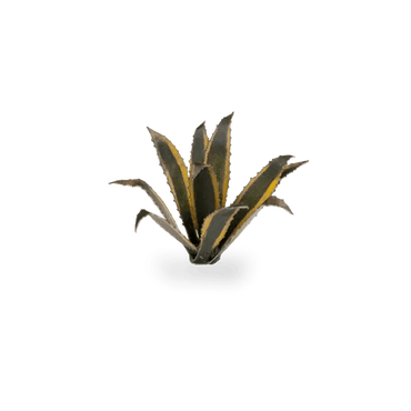 GamersGrass - Agave - Trinity Hobby