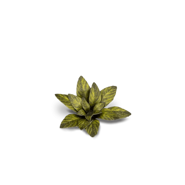 GamersGrass - Dumb Cane - Trinity Hobby