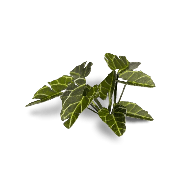 GamersGrass - Elephant Ear - Trinity Hobby