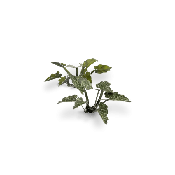 GamersGrass - Lords-and-Ladies - Trinity Hobby