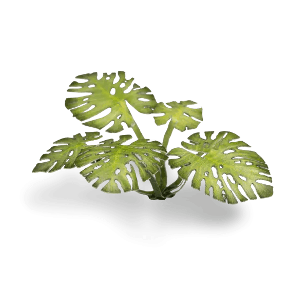 GamersGrass - Monstera - Trinity Hobby
