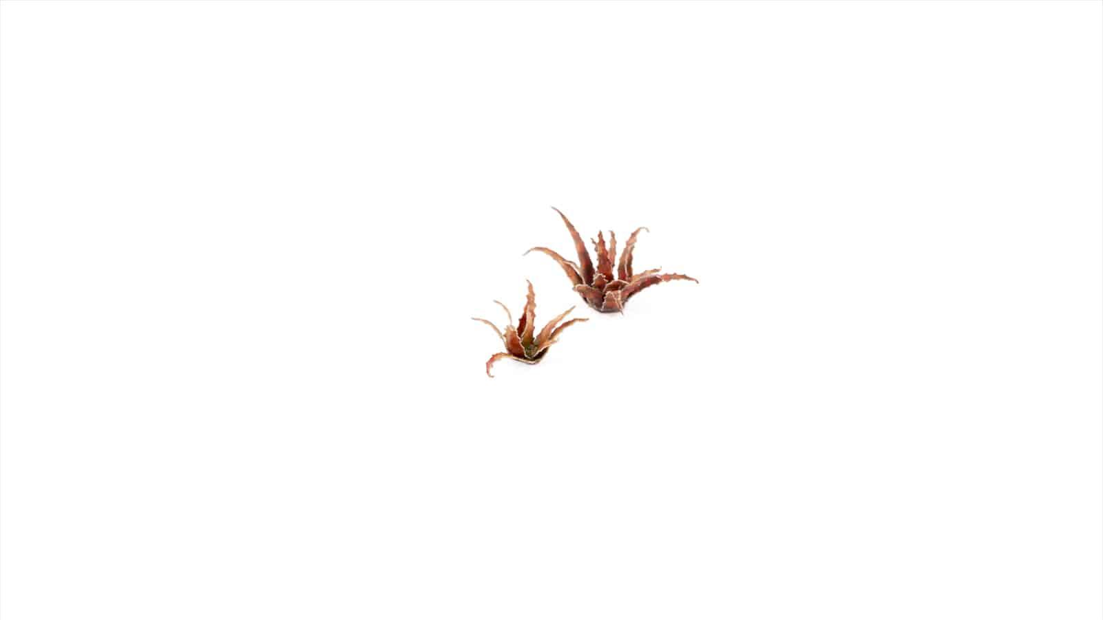 GamersGrass - Laser Plants - Red Aloe - Trinity Hobby